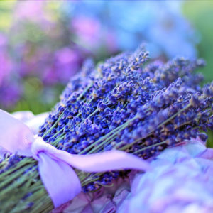 Λεβάντα φωτό